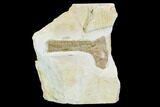 Pterosaur Partial Humerus - Solnhofen Limestone, Germany #108927-1